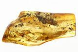 Large Fossil Caddisfly with a Long-Legged Fly In Baltic Amber #307649-1